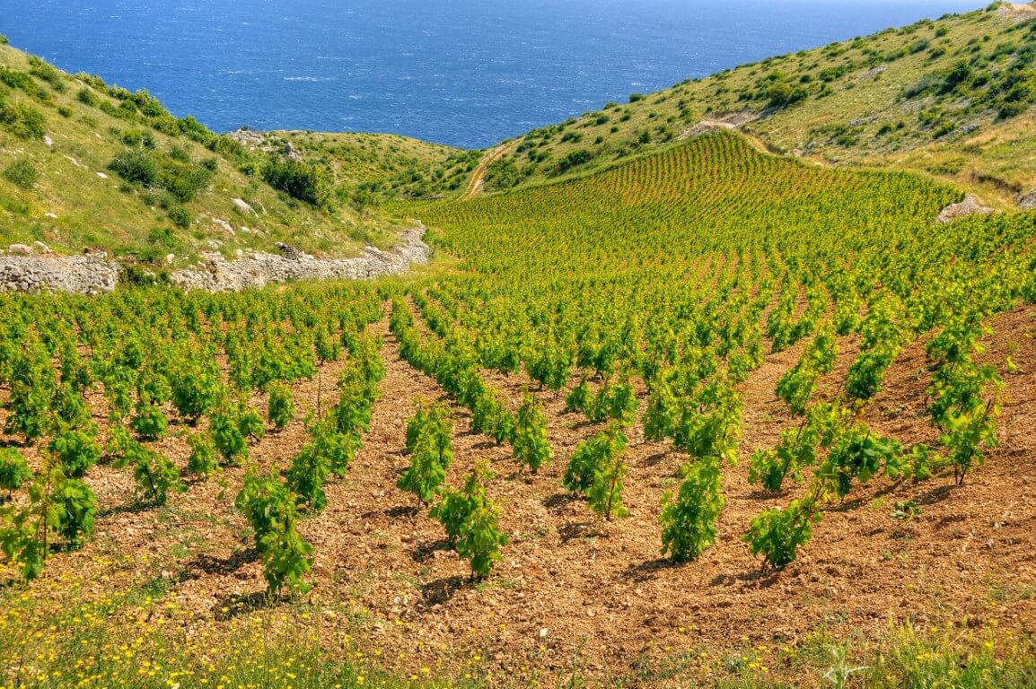 Croatia wine tours cruise